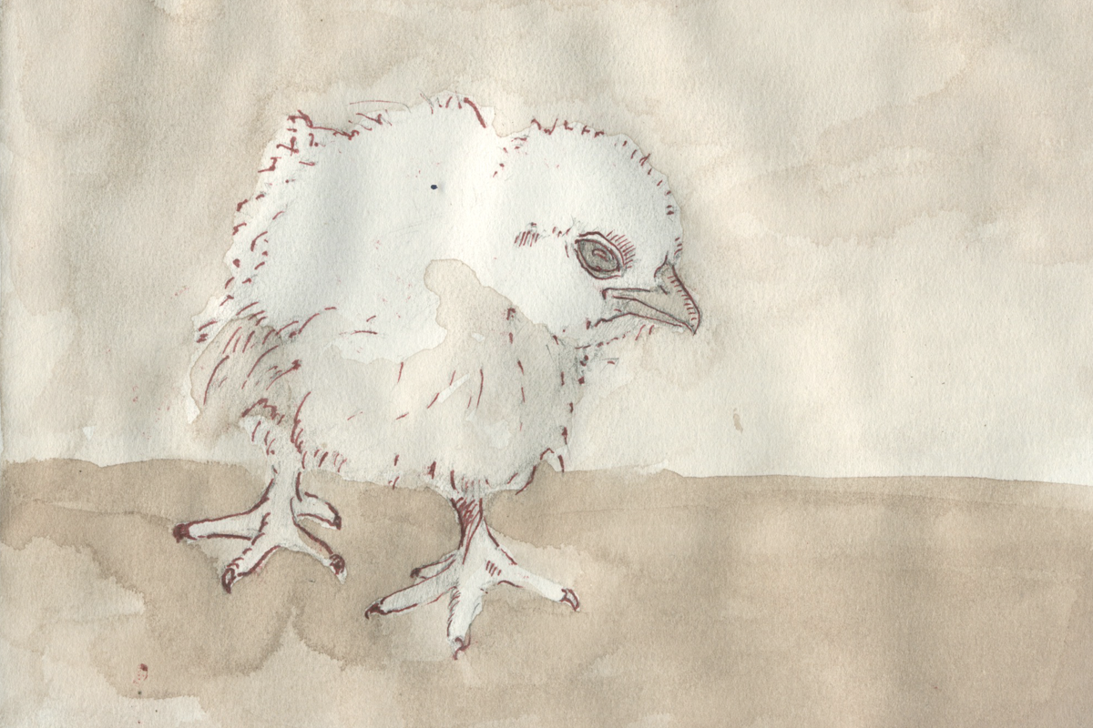 steve duncan art baby chick