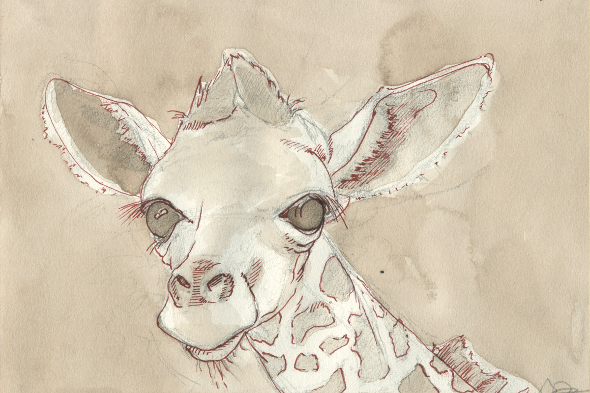 steve duncan art giraffe
