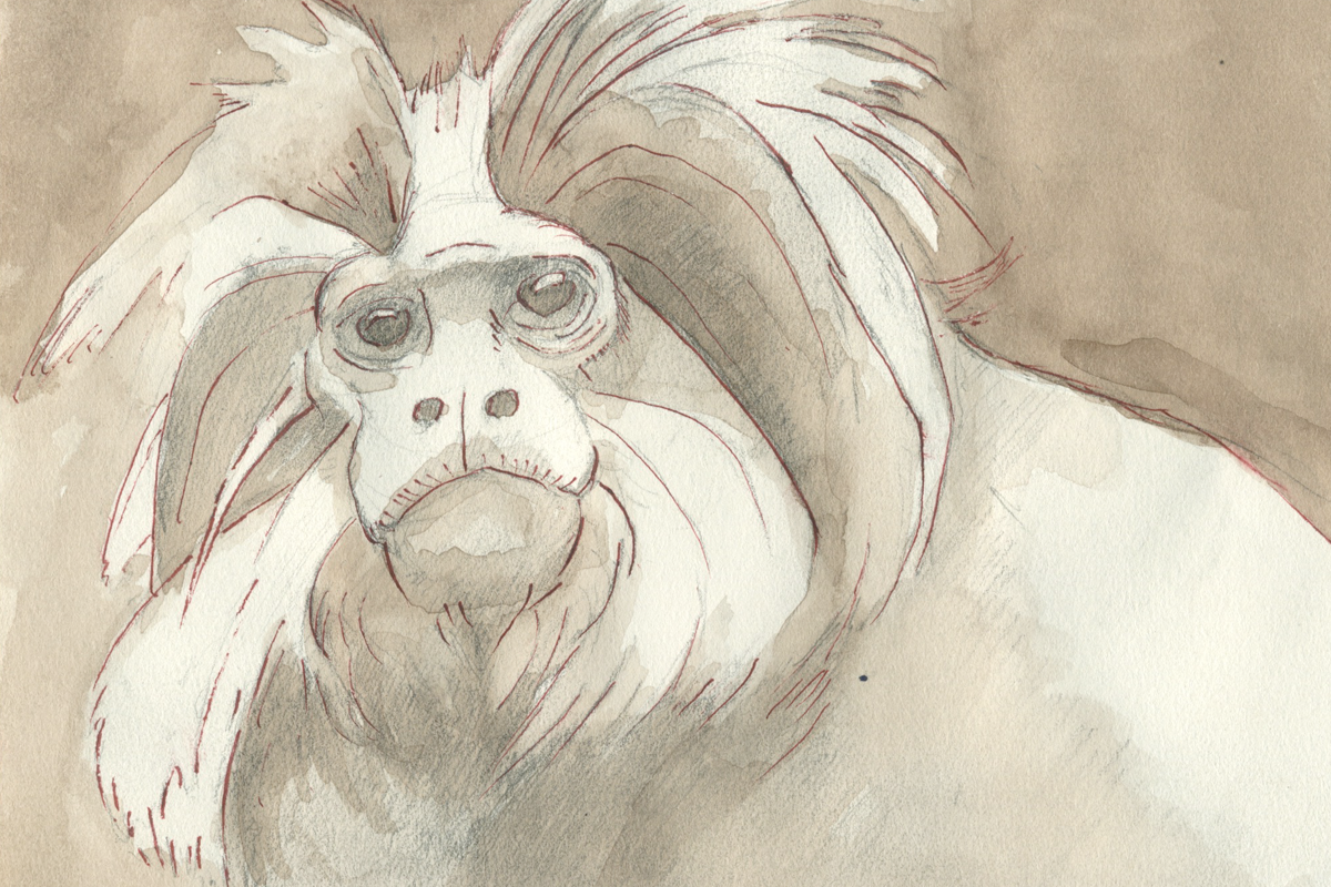 steve duncan art monkey3